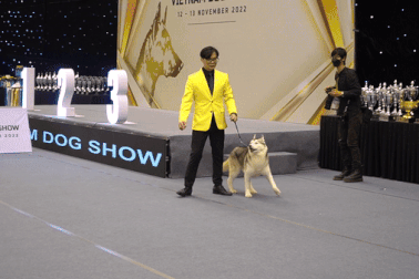 Những chú chó hàng chục triệu đồng tham gia cuộc thi sắc đẹp ở TPHCM