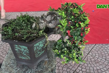 Mục sở thị vườn cây cảnh tiền tỷ thu nhỏ giữa lòng Thủ đô