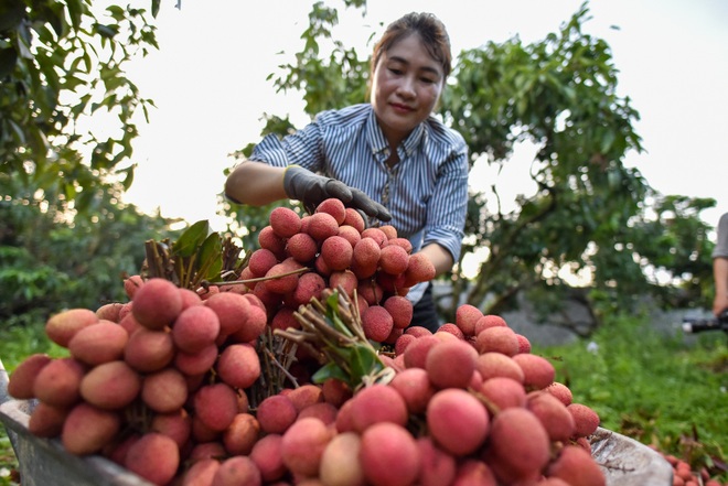 Người dân “thủ phủ vải thiều” Lục Ngạn chong đèn thu hoạch vải - 24 Người dân “thủ phủ vải thiều” Lục Ngạn chong đèn thu hoạch vải - 24