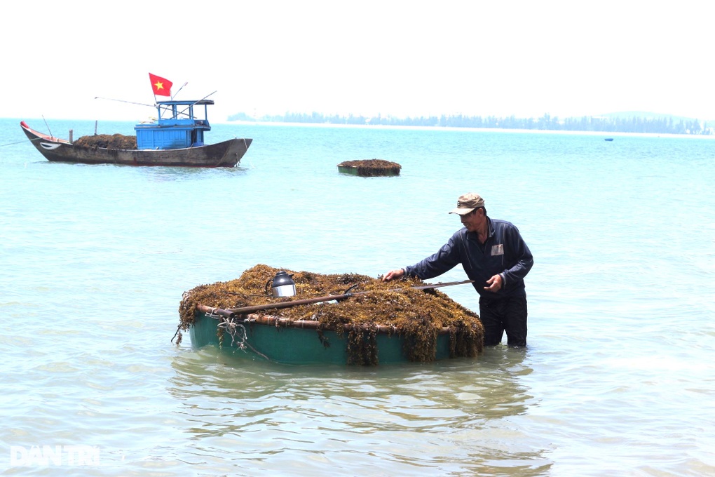 Hái rau sạch... dưới biển, ngư dân rủng rỉnh tiền triệu mỗi ngày - 1 Hái rau sạch... dưới biển, ngư dân rủng rỉnh tiền triệu mỗi ngày - 1