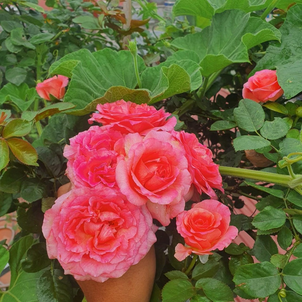 Hai vườn trĩu rau trái, ngát hương hoa hồng của gia đình Hà Nội - 6 Hai vườn trĩu rau trái, ngát hương hoa hồng của gia đình Hà Nội - 6
