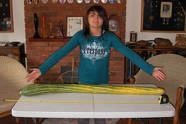 Quả dưa chuột dài gần 1,2m