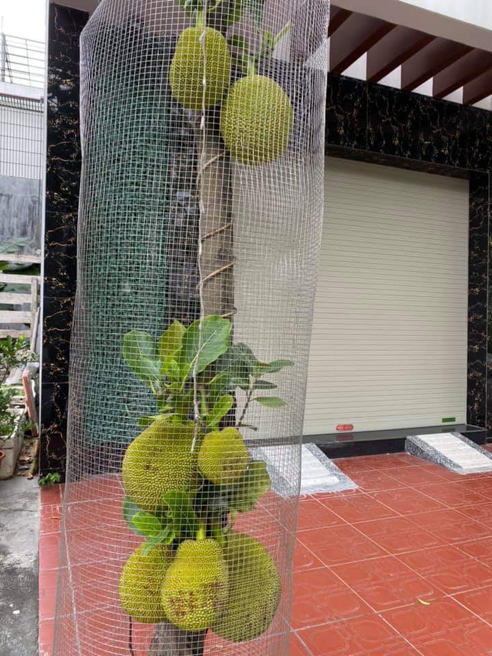 Bỏ tiền triệu đóng lồng cho mít vẫn khóc ra tiếng Mán với kẻ trộm - 3 Bỏ tiền triệu đóng lồng cho mít vẫn khóc ra tiếng Mán với kẻ trộm - 3