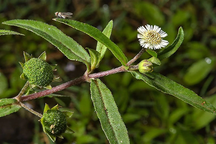 Uống cỏ mực chữa suy thận theo "bác sĩ Google", nữ bệnh nhân lâm nguy