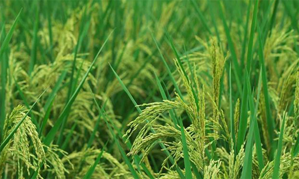 Giống lúa khổng lồ cao hơn 2m - 2 Giống lúa khổng lồ cao hơn 2m - 2