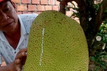 Tự tay lai tạo giống mít ra trái "khổng lồ", lời gần 1 tỷ đồng/năm