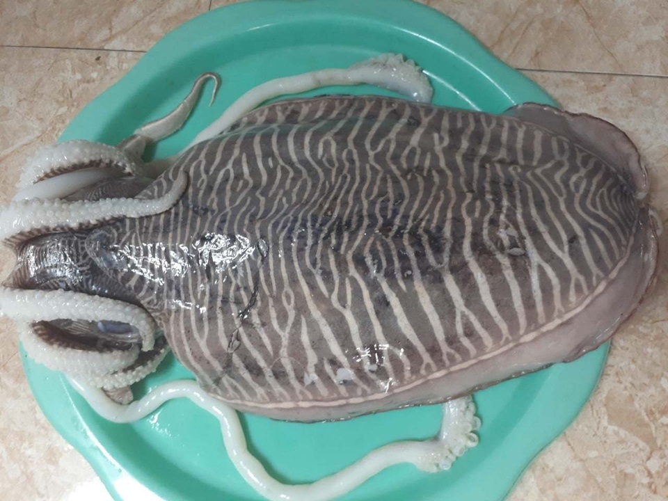 Loại mực nổi vân lạ trên mai, nặng tới 2 kg/con về chợ Hà Nội - 2