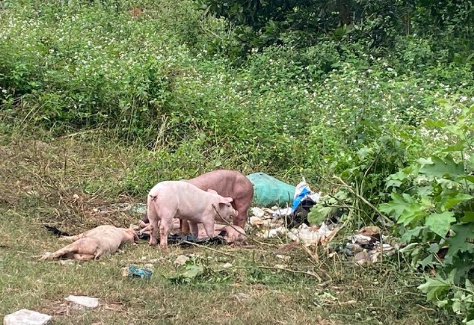 Đã xác định đối tượng thả đàn lợn gần trăm con nghi nhiễm bệnh bên đường - 1 Đã xác định đối tượng thả đàn lợn gần trăm con nghi nhiễm bệnh bên đường - 1