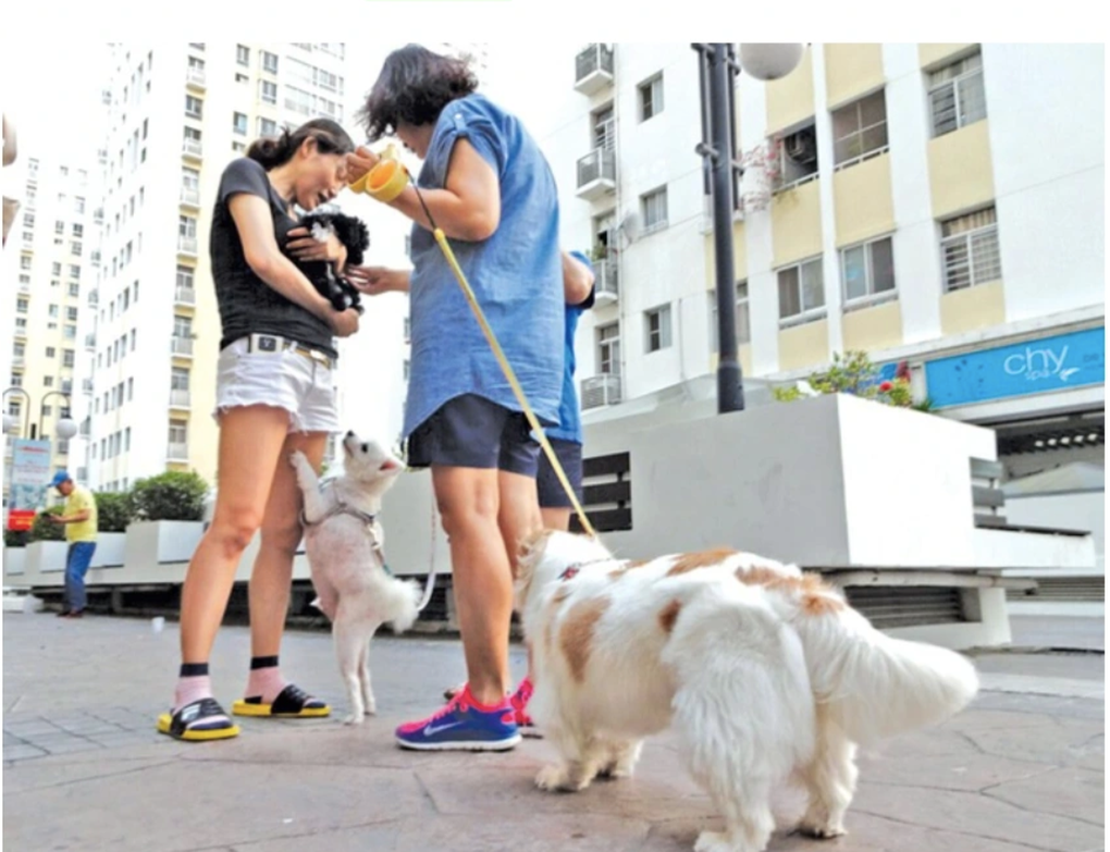 Hãi hùng chuyện phản ứng chó thả rông ở chung cư, cả nhà bị... dọa đánh - 2 Hãi hùng chuyện phản ứng chó thả rông ở chung cư, cả nhà bị... dọa đánh - 2