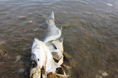 Hàng tấn cá chết đồng loạt trên các hồ, đập