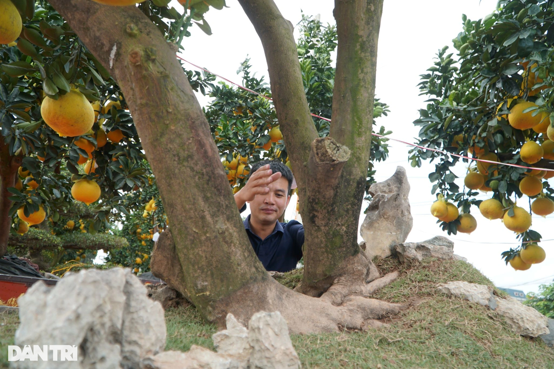 Grapefruit trees laden with fruit, priced at tens of millions of dong, take to the streets to celebrate Tet early - May