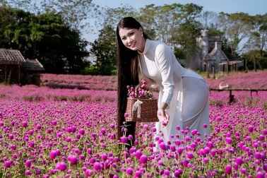Ngắm tà áo dài khoe sắc trên cánh đồng hoa cúc bách nhật hồng tím độc đáo
