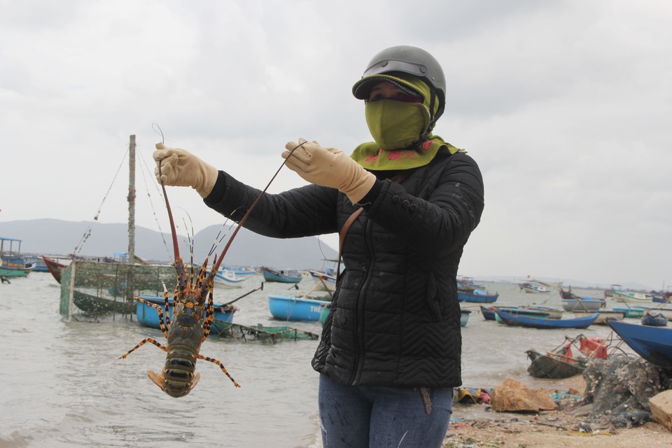 Sự thật về giá tôm hùm ở Phú Yên chỉ 200.000 đồng/kg - 6 Sự thật về giá tôm hùm ở Phú Yên chỉ 200.000 đồng/kg - 6
