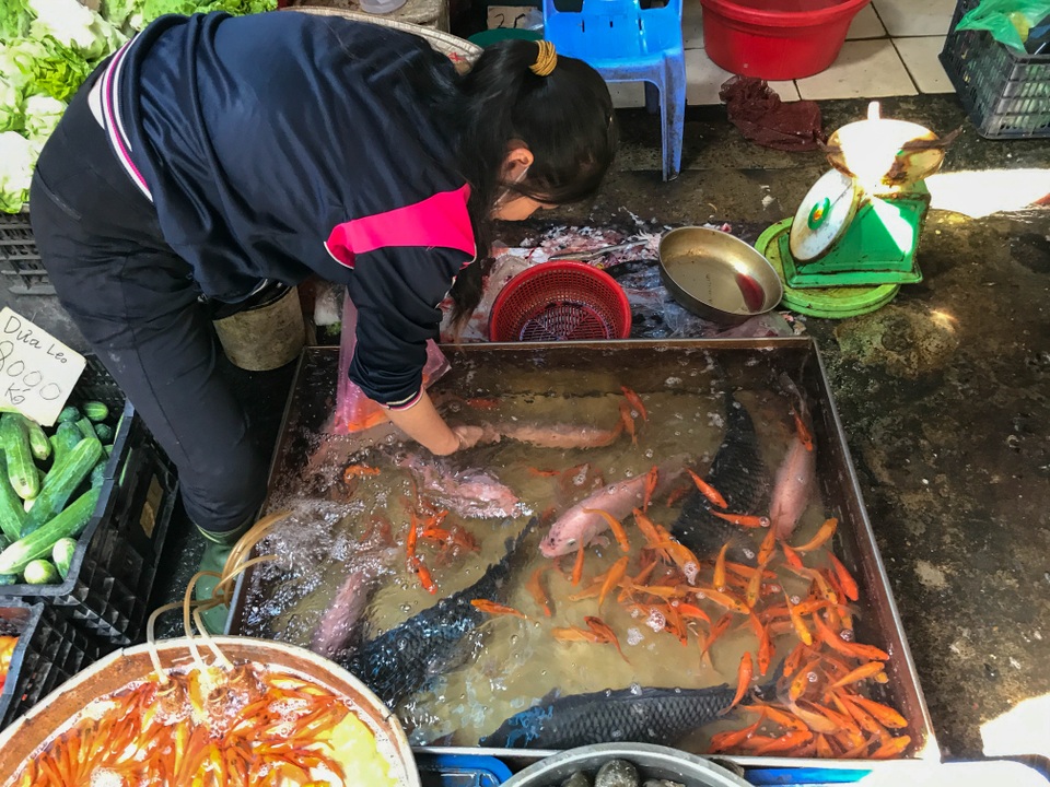 Tiểu thương bán cá chép ở TPHCM than trời vì dịch Covid-19 - 3 Tiểu thương bán cá chép ở TPHCM than trời vì dịch Covid-19 - 3