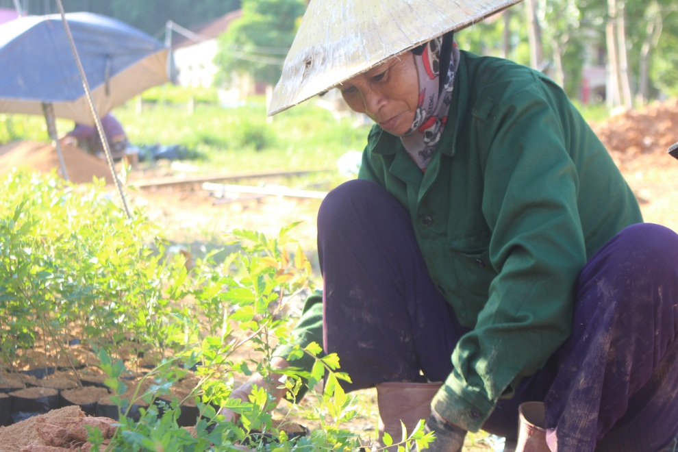 Mở vườn ươm cây giống, mỗi năm thu 200 triệu đồng - 6 Mở vườn ươm cây giống, mỗi năm thu 200 triệu đồng - 6
