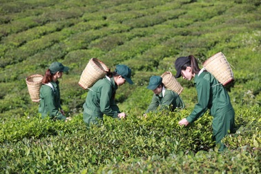 Vinatea tung sản phẩm mới trên thị trường nội địa