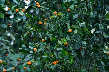 Người Mường ở Bá Thước kiếm hàng chục triệu mỗi năm nhờ cây quýt hôi