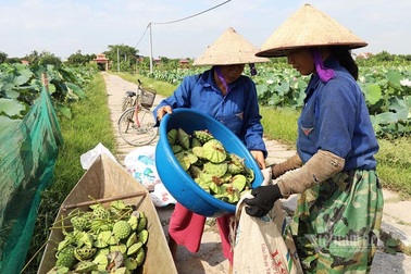 Nông dân kể chuyện: Hai tháng dầm mình dưới bùn, đút túi tiền tỷ
