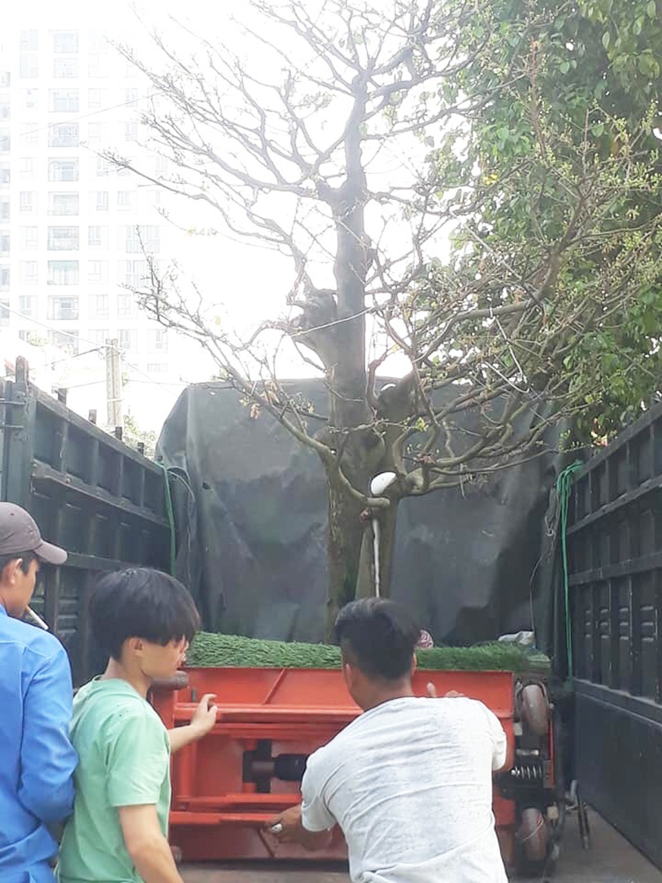Kiếm cả trăm triệu đồng nhờ giao hoa mai dịp Tết - 5 Kiếm cả trăm triệu đồng nhờ giao hoa mai dịp Tết - 5