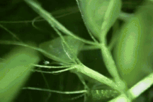 Bất ngờ với loài cây ăn thịt nhanh nhất thế giới