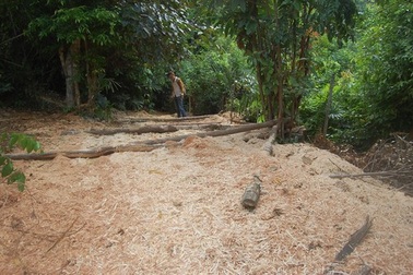 Kỳ 1: Lâm tặc lập “xưởng gỗ” giữa rừng phòng hộ