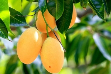 Loại cây người Việt thường ăn quả, không ngờ lá lại là "thuốc quý"