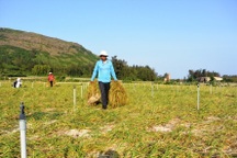 Quảng Ngãi: Niềm vui không trọn vẹn của người trồng tỏi