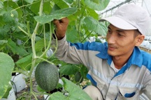 Kỹ sư lọc hóa dầu thành triệu phú nhờ... trồng dưa