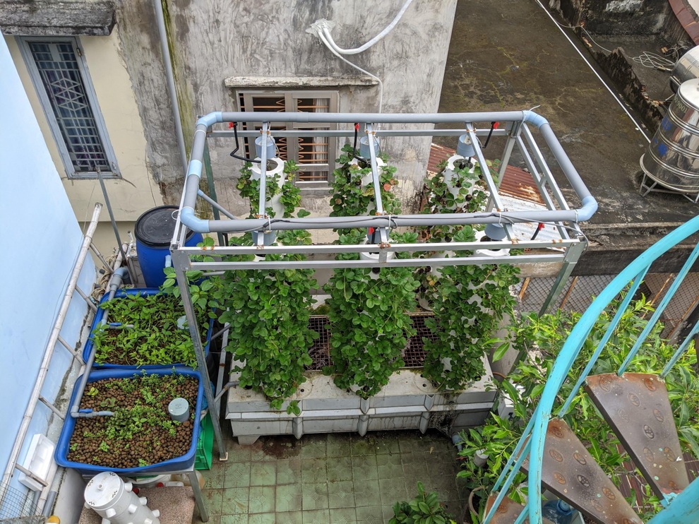Người đàn ông tiết lộ chiêu làm vườn tí hon thu 50kg rau/tháng - 2 Người đàn ông tiết lộ chiêu làm vườn tí hon thu 50kg rau/tháng - 2