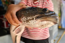 Người dân tát ao bắt được cặp cá lóc nặng 14kg