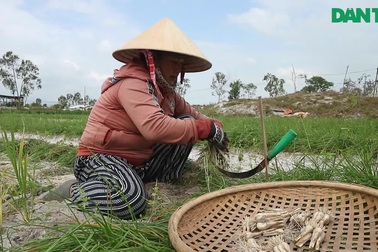Vùng kiệu tết Thăng Bình vào vụ thu hoạch