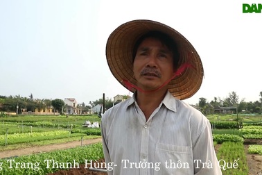 Làng rau Trà Quế tìm cách vượt khó giữa dịch Covid-19