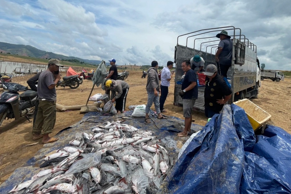 Vụ 25 tấn cá chết ở hồ thủy điện Ya Ly: Kết quả bất ngờ - 2