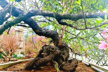 Cây đào phai, thế "rồng bay" được hét giá 200 triệu đồng