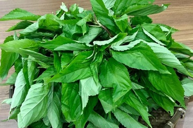 Loại rau siêu rẻ, ít ngậm hóa chất, người Nhật khen hết lời