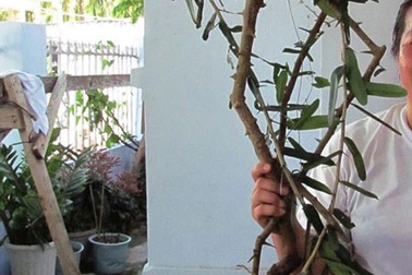 Không để dân chặt phá “cây thần dược” có khả năng chữa bệnh ung thư