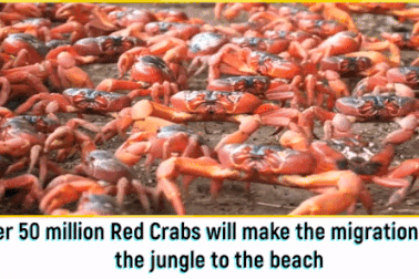 "Ngạt thở" trước cảnh 50 triệu con cua bò kín đường, "nhuộm đỏ" hòn đảo