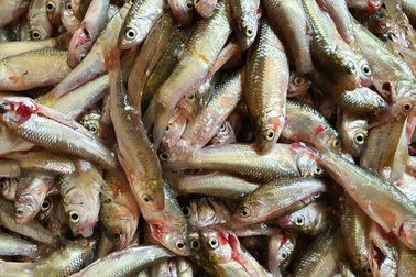 Thương lái thu bạc triệu mỗi ngày nhờ bán con cá bé bằng đầu đũa