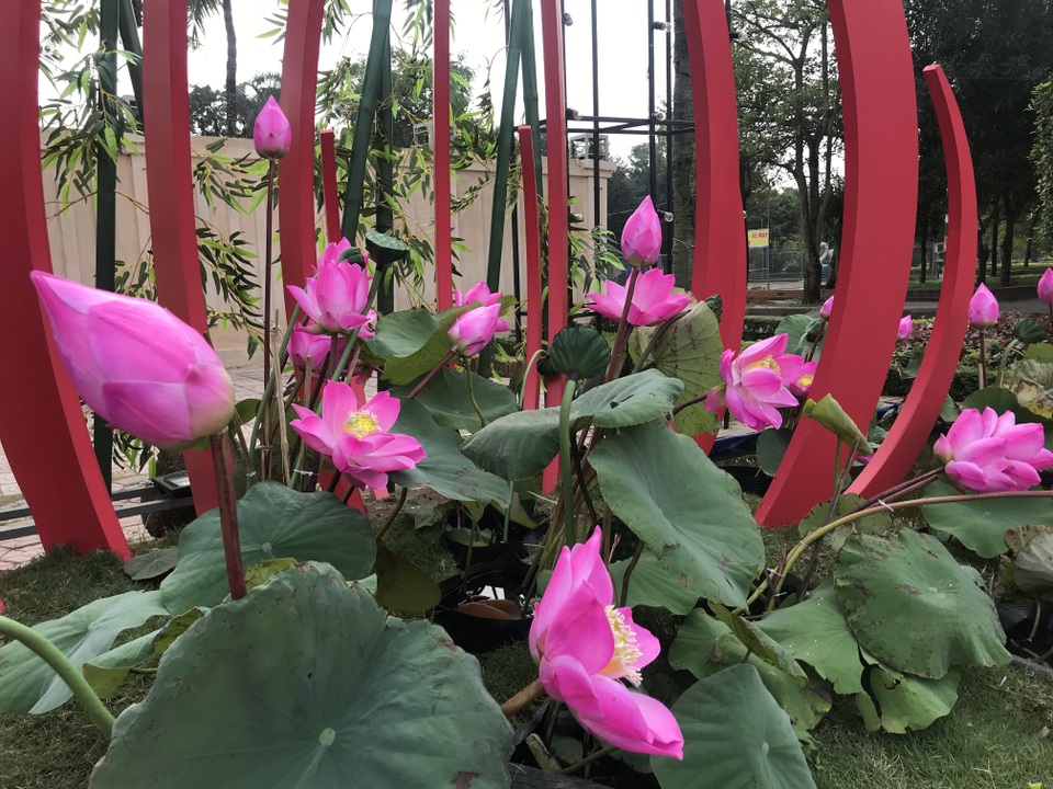 Ấn tượng những đường hoa rực rỡ sắc màu đón Tết ở thành Vinh  - 12