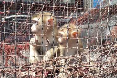 Bỏ tiền mua lại khỉ quý hiếm để thả về tự nhiên