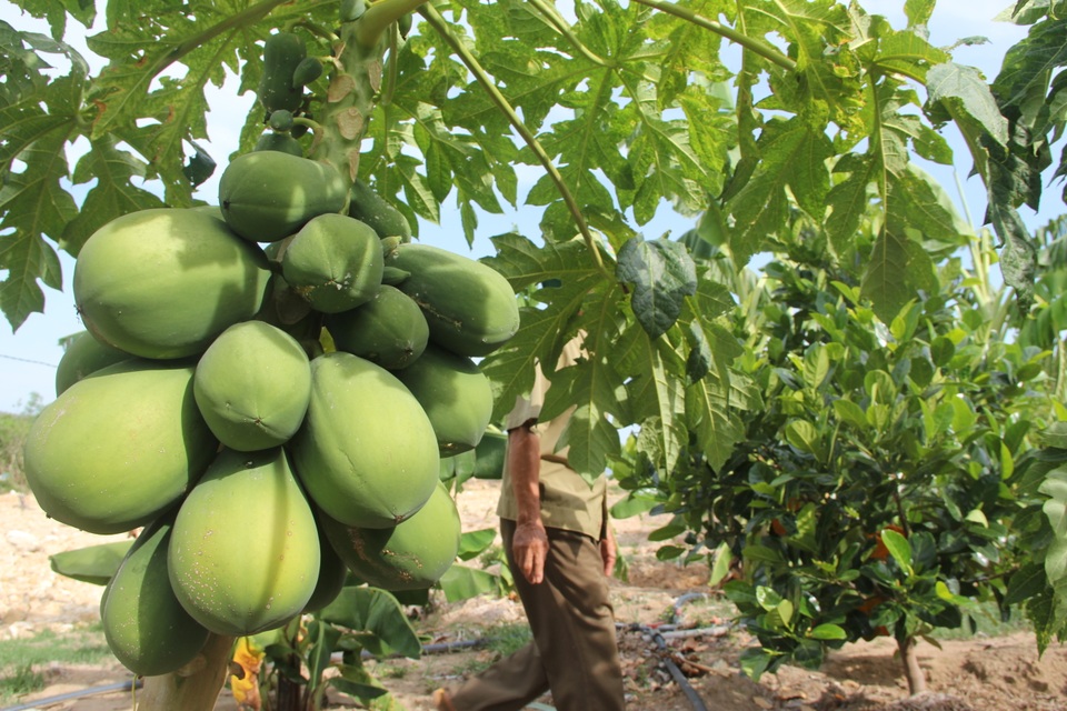 Phú Yên: Trồng cây cho quả thơm “nức mũi”…thu 200 triệu đồng/năm - 3