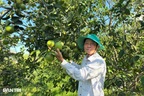 Quyền chủ tịch huyện về hưu "hái ra tiền" từ vườn đất cũ của gia đình