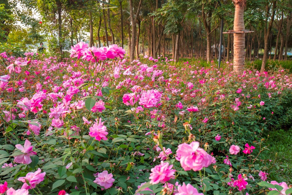 Chiêm ngưỡng vườn hoa hồng khổng lồ khoe sắc giữa khu đô thị xanh Ecopark - 7