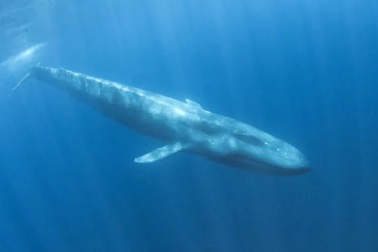 Máy dò bom hạt nhân phát hiện loài cá voi mới "ẩn náu" ở Ấn Độ Dương
