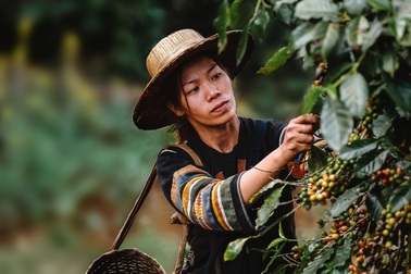 20 năm nâng tầm thương hiệu cà phê Việt