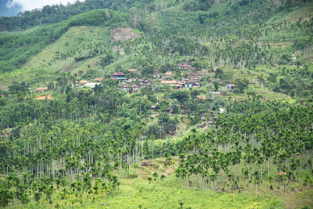 Thị trường Trung Quốc ngừng thu mua, cau rớt giá 20 lần trong vài tháng - 2