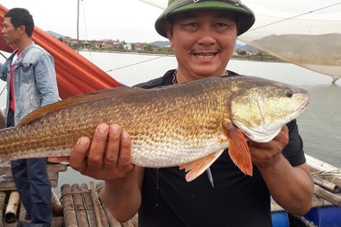 Câu được cá nghi sủ vàng nặng 7kg trên sông Gianh