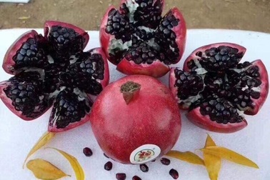 Quả lạ đen thui, quên nỗi sợ hàng Trung Quốc chị em lùng ăn làm đẹp