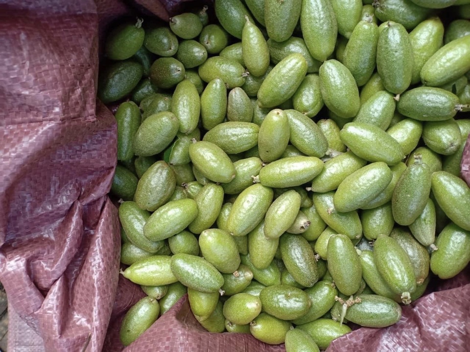 Bay ngàn cây số ra Hà Nội, nhót bao tử Đà Lạt khiến chị em phát sốt - 1 Bay ngàn cây số ra Hà Nội, nhót bao tử Đà Lạt khiến chị em phát sốt - 1