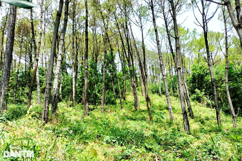 Gần 200 cây thông tươi tốt bỗng dưng chết khô, nghi bị kẻ xấu đầu độc - 6